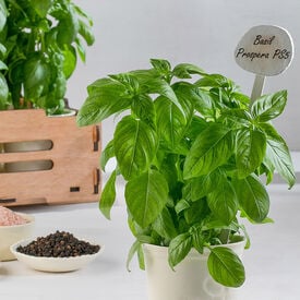 Prospera® DMR (PS5), (F1) Organic Basil Seeds